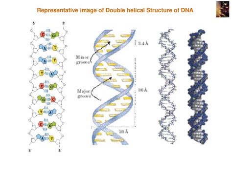 Image result for Nucleic Acid Structure