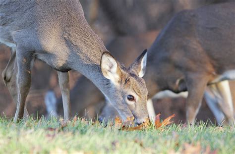Deer roam SIU-Edwardsville campus during winter break