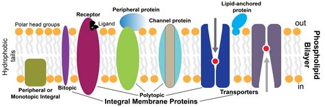 Lipid Anchored Proteins Membrane Proteins And Their Functions | Cell
