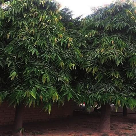 Umbrella Ashoka (Saraca Asoca) - Plant – Lalit Enterprise