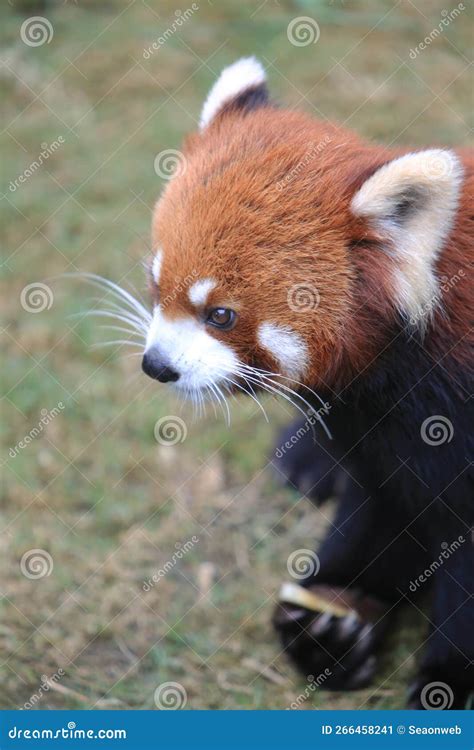Image result for Red Panda vs Firefox