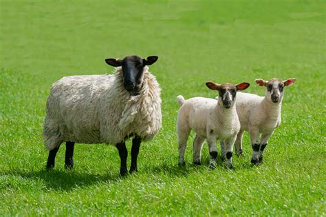 Suffolk Ewes - Exactly What is Required - Suffolk Sheep Society