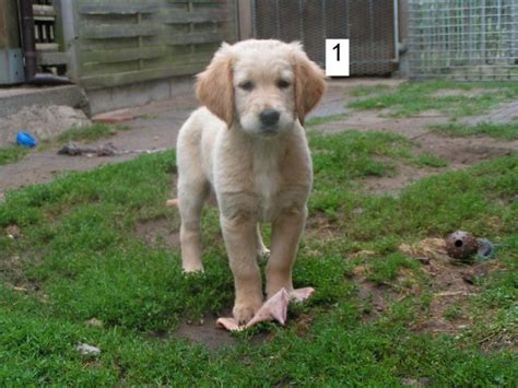 Rassehunde Golden Retriever Kleinanzeigen | Rassehunde Golden Retriever ...
