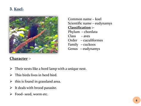Birds project - collection and identification of birds | PPTX