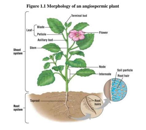 Image result for Angiosperms Classes