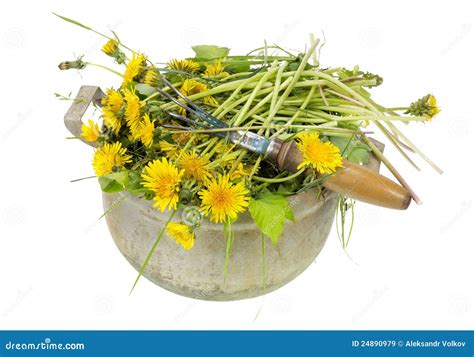 Garden Weeds are Dandelions Stock Image - Image of grass, lush: 24890979