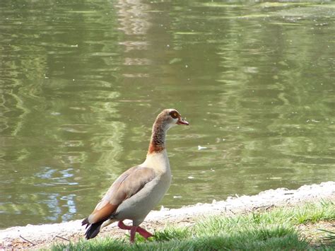 OC Birder Girl: San Joaquin Wildlife Sanctuary and Mason Regional Park