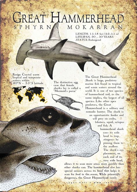 Great Hammerhead Poster Print / Infographic | Extinct animals, Species of sharks, Animal facts