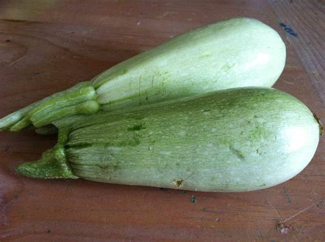 16 Types of Zucchini You Should Grow in Your Garden