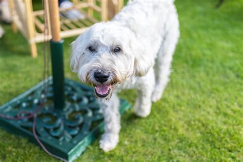 The 23 Best Medium Dog Breeds | Medium-Sized Dogs for Your Family