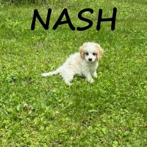 Buff Tri Cockapoo 的图像结果