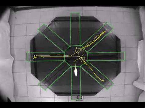 Image result for Manual Tracking ImageJ