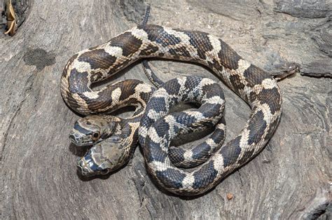 Two headed snake found in Kansas by Jason Talbott and it's more two ...