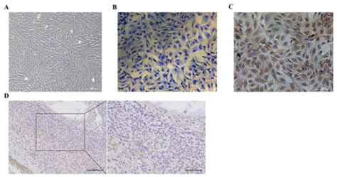 Animals | Special Issue : Advances of Endocrinology in Animal Reproduction