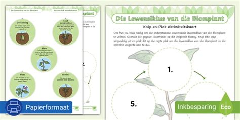 Die Lewensiklus van 'n Blomplant Knip en Plak Aktiwiteitskaart