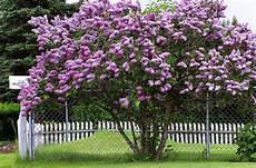 lilac tree select the right lilac for planting this lilac tree select the right lilac for planting this