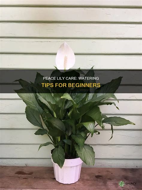 Peace Lily Care: Watering Tips For Beginners | ShunCy