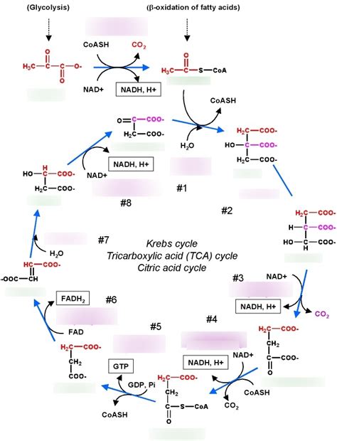 Krebs Cycle Explained Simply 的图像结果