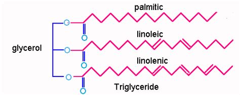 Lipids Polymer