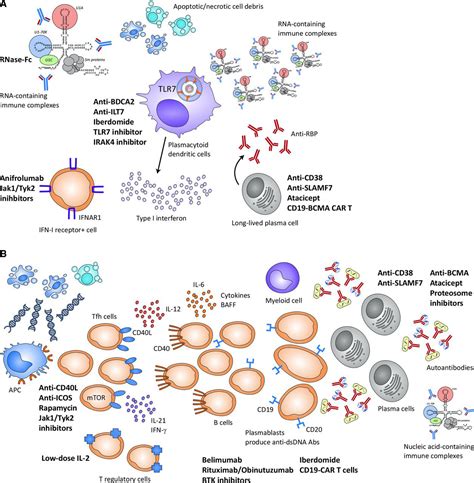 Pathogenesis of systemic lupus erythematosus: risks, mechanisms and therapeutic targets - Annals ...