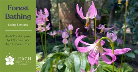 Forest Bathing Spring Sessions, 6704 SE 122nd Ave, Portland, OR, United ...