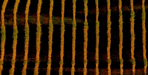 Image result for Patterns in the Fibonacci Sequence Examples