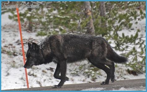Image result for Gray Wolves Yellowstone