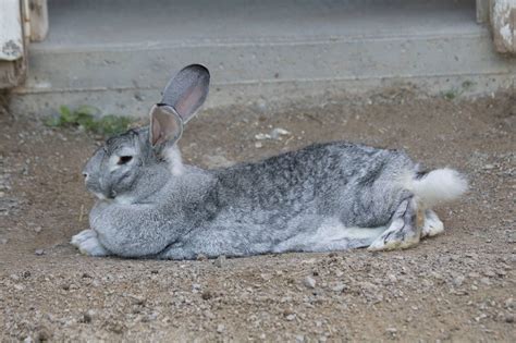 Flemish Giant rabbit breed: Everything you need to know