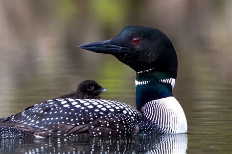 Chosen - Jeff Cummings Photography