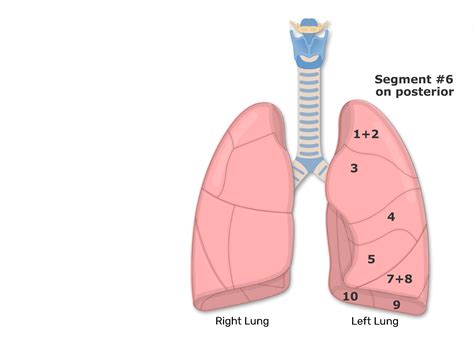 Lung Lobes Auscultation