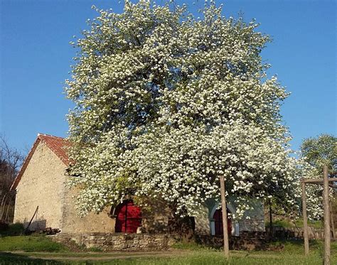 THE BEST Places to Visit in Rajac (2026) - Must-See Attractions