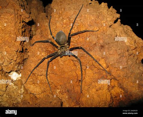Giant Cave Spider
