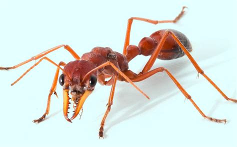 Red Bull Ant