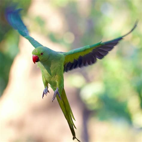 Green Parakeet Flying