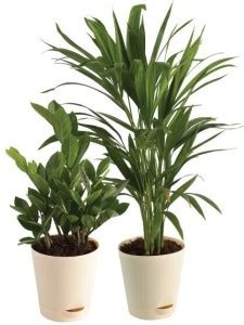 Nursury Plants ZZ Plant Price in India - Buy Nursury Plants ZZ Plant ...