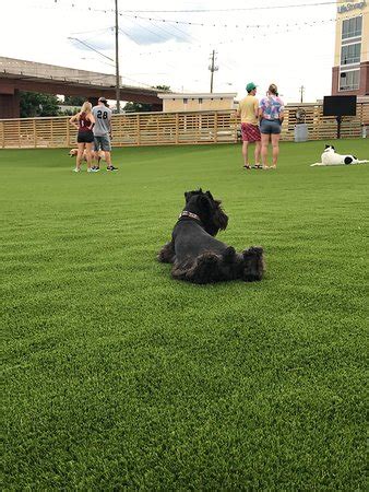 Fetch Park and Ice House (Atlanta) - 2019 All You Need to Know BEFORE ...