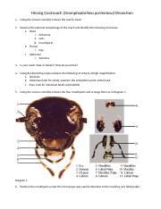 Cockroach Dissection Diagram 的图像结果