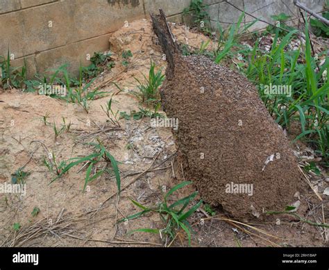 Ant habitat construction hi-res stock photography and images - Alamy - habitat of termite