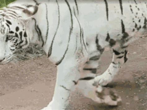 Birds eat boiled eggs, animals get winter diets in MP: White Tiger diet ...