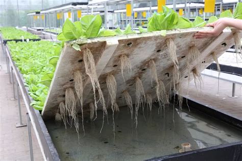 新农民技术贴（三）——植物工厂的水培系统 - 知乎