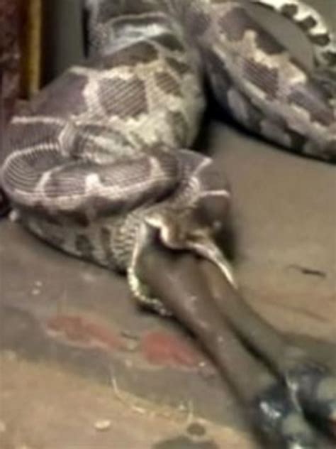 Image result for Python Snakes Eating Cats