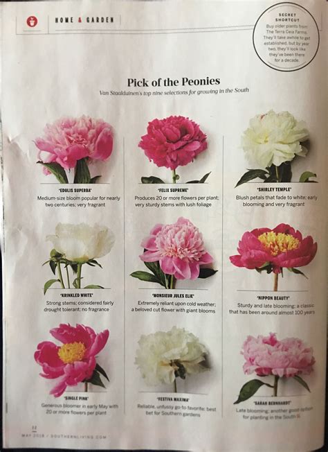 How to grow peonies your complete guide – Artofit