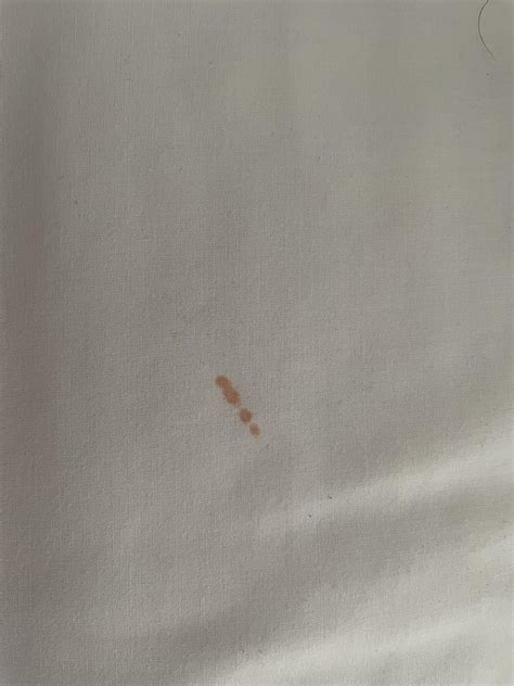 Are these bed bug stains? Just found them for first time this morning ...