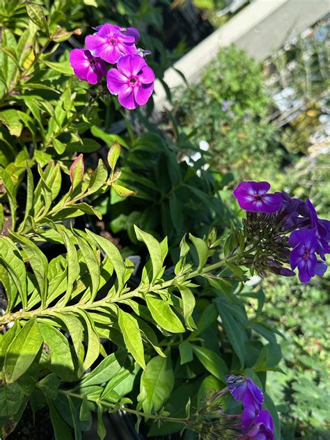 The Hanover Plant Farm Nursery and Garden Center – Hanover Vegetable Farm