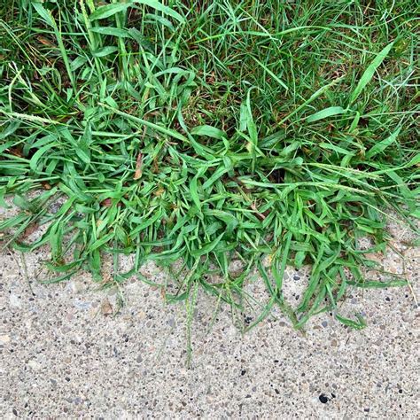 How to Get Rid of Crabgrass so it Doesn't Come Back (DIY) | Family Handyman