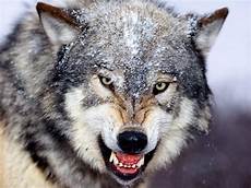 Wallpaper Pictures Of Wolf by Wallpapers Wolf In Winter Wallpapers Wallpaper Pictures Of Wolf