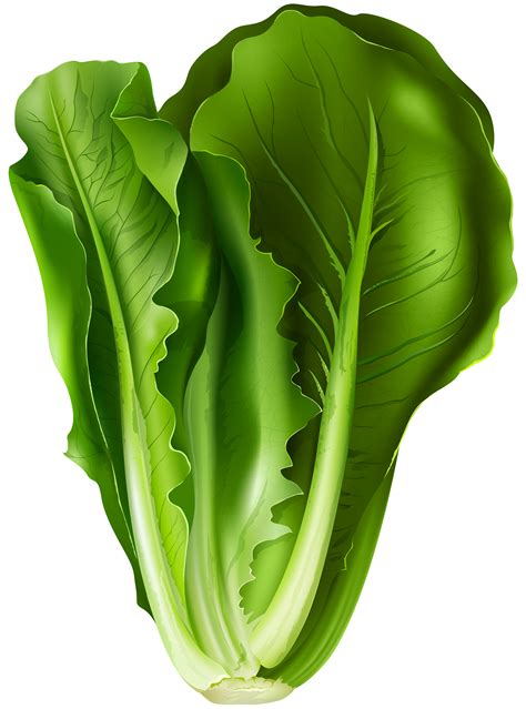 Lettuce Clipart Slice at Vaughn Josephs blog