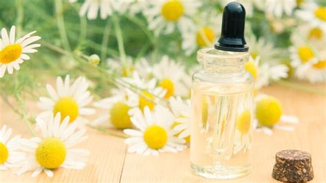 Dealing With Body Ache? Here's How Chamomile Essential Oil Can Provide ...