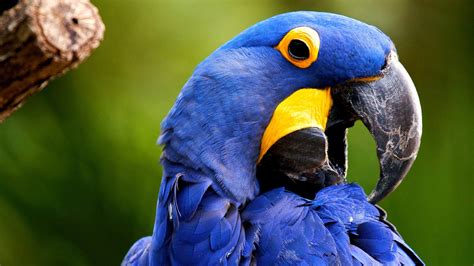 Hyacinth Macaw Parrot - Wallpaper - Faxo