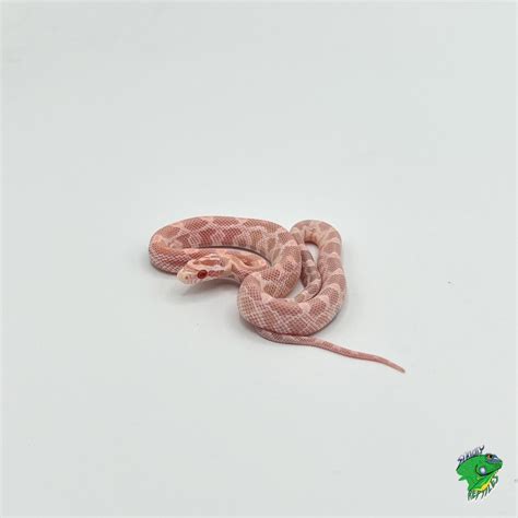 Pink Corn Snake
